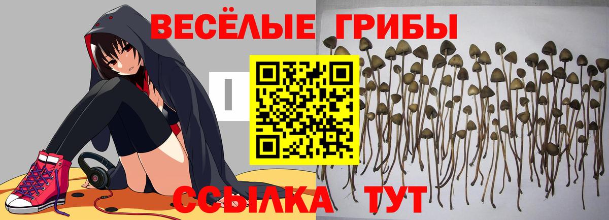 даркнет сайт  Псилоцибиновые грибы мицелий  Галлюциногенные грибы Psilocybine cubensis  Вход с VPN  Елабуга 